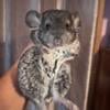 Baby Female Standard Grey Chinchilla