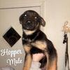 Puppies Ready for New Homes 🐾