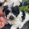 Micro goldendoodle for sale