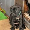 Cane Corso Puppies 