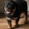 German Rottweiler puppies $800 akc