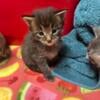 3 week old maine coons