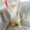 Siamese Persian kitten