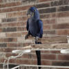 Looking to buy baby larger parrots at whole sale macaws grey etc