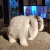 Adorable Holland Lop Bunny