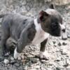 Micro American bully pups