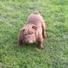 Chocolate  micro exotic bully stud