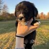 Cardigan Corgi and Golden Retriever Mix Male