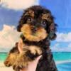 Cute F1 Cavapoo pups available