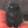 CFA registered black female persian