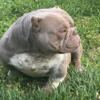 American Bullies For Sale