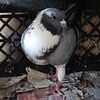 Male Modena pigeons for sale