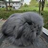 Teddy Widder Rabbits