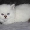 CFA Female Chocolate Lynx Point Persian Himalayan Kitten