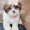 Shih tzu Puppies For sale New York and New Jersey