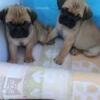 pug puppies for sale