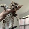 TICA registered bengal kittens 