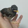 Common mynah 