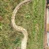 Male snake