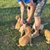 Muscle-Mastiff Puppies