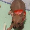 Hairless and coated female chihuahua/xolo puppies