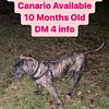 1 year old FEMALE PRESA CANARIO AVAILABLE