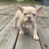 Adorable French bulldog George