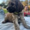 Fluffy Standard Poodle Puppies