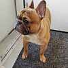 French bulldog available for stud