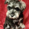 ADORABLE AKC MINIATURE SCHNAUZERS 4 FEMALESAVAILABLE