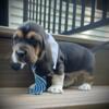 Basset Hound Puppies