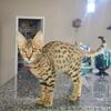 Exotic Savannah Kittens