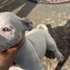 Female American Bully 10weeks