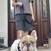 Pied French bulldog stud- Jax FL
