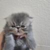 Persian kittens Available for adoption