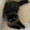 419-310-2954 Persian Himalayan kittens, bi color, black smoke, cream point, male and female