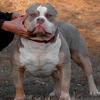 Lilac Tri American Bully