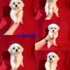 Malshi F1b 75/25 Maltese/Shih Tzu. Puppies