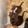 Puppies three females one male Breed: Alapaha Blue Blood Bulldog  American bully