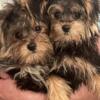 Adorable Male and Female Yorkie/Poms