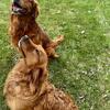 Female Golden retriever puppy