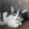 REDUCED MAINE COON  RAGDOLL MIX KITTEN