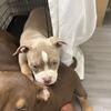 American pocket bullies puppies 