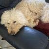 Wanted Goldendoodle Stud 201b