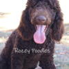 AKC Dark Brown Standard Poodles. Champion Lines Meet Alvin