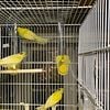 Russian Canaries for sale