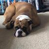 Old English bulldog