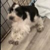 Miniature schnauzer puppies  For Sale