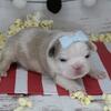 50/50 Frenchton Puppies -- 2 Males and 2 Females