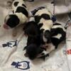 AKC  T-CUP YORKSHIRE TERRIER PUPPIES